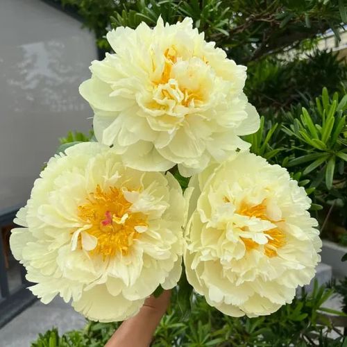 Paeonia suffruticosa Seed