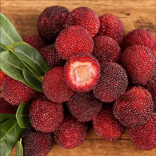 Giant Bayberry seeds