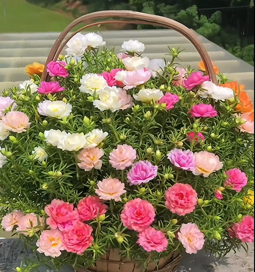 petal sunflower seeds
