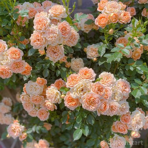 CLIMBING ROSE