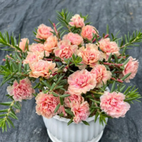 petal sunflower seeds