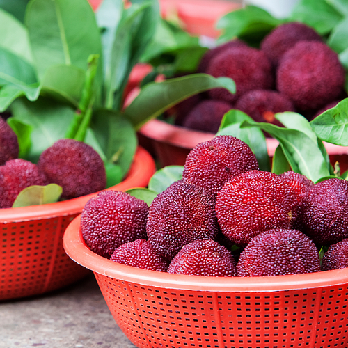 Giant Bayberry seeds