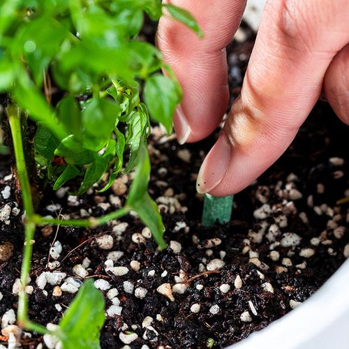 fertilizer sticks for plants