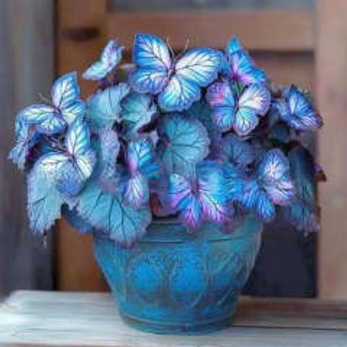 Butterfly Shaped Flower Seeds