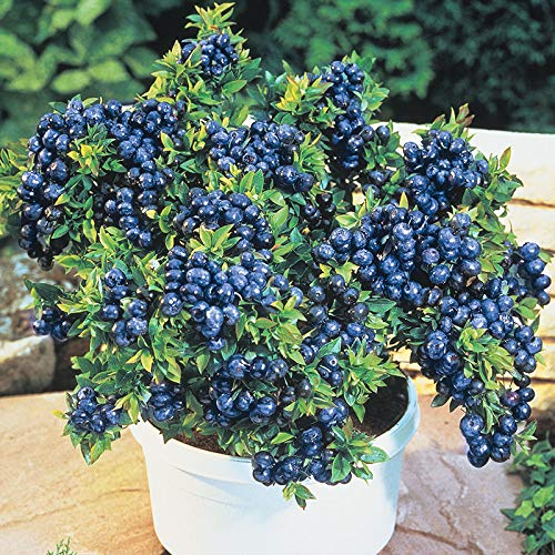 Giant Blueberry Fruit Seeds(Mixed variety-100seeds)