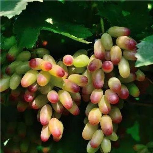 Beauty Finger Grapes Seeds