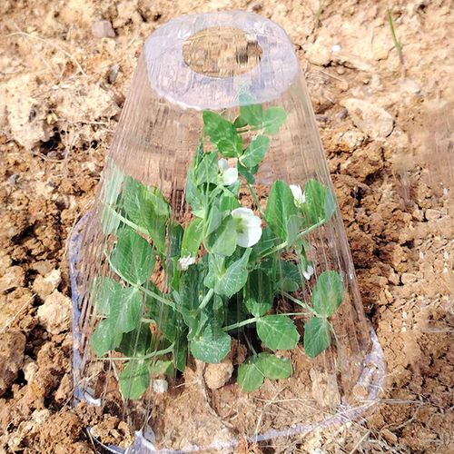 Garden Bells for Plants