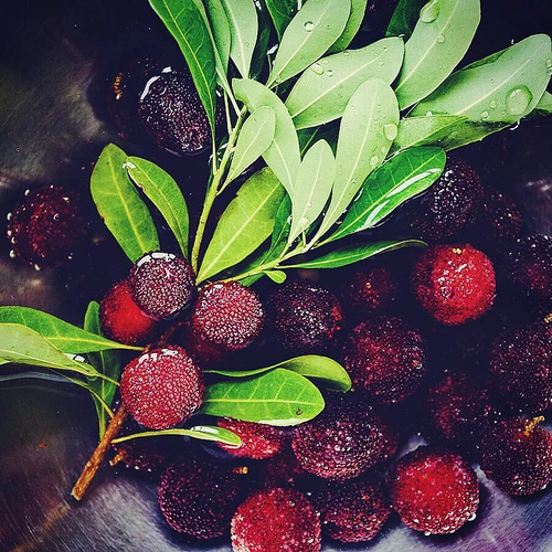 Giant Bayberry seeds