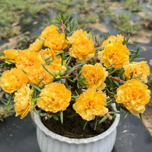 petal sunflower seeds