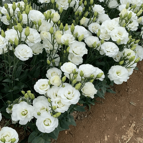 Lisanthus Seeds