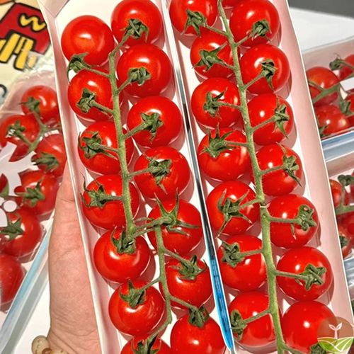 Waterfall Tomato Seeds