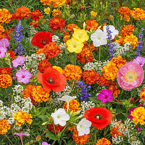 Mixed  Flower Seeds