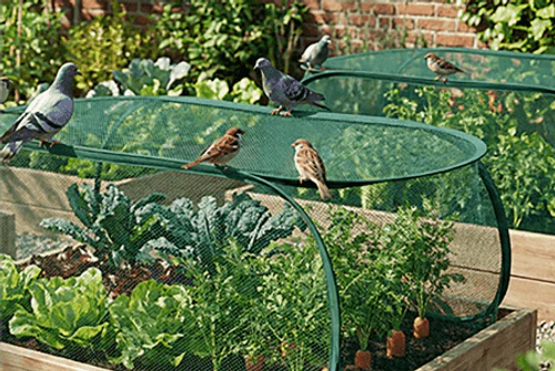 Pop-Up Mesh Plant Cover