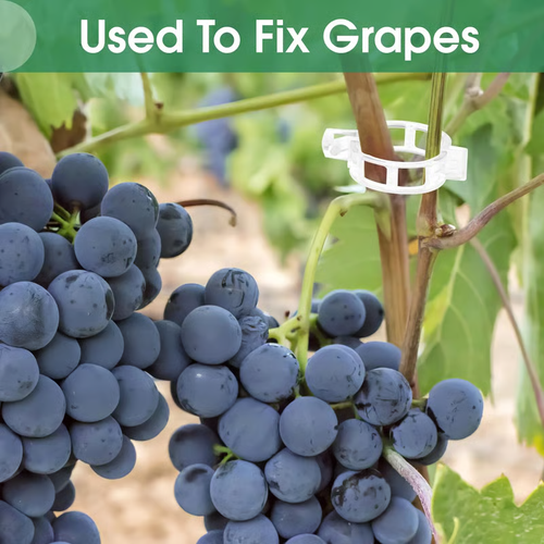 Tomato Clips,Vine clipPlastic Trellis Clips（100pcs）