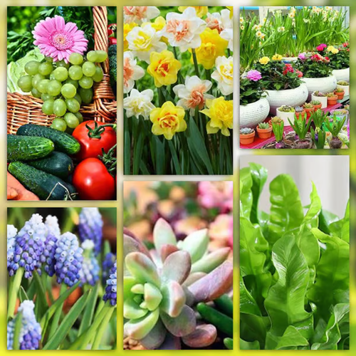 🌱 Long-lasting plant food sticks – balanced NPK for roots, leaves & blooms! 🌿✨（100 pieces-box）