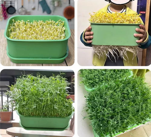 Stackable Bean Sprout Growing Box - Multi-layer Design, Perfect for Home