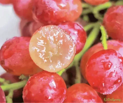 Giant Grape Tree Seeds: Thin-Skinned, Large, and Seedless（500 capsules）
