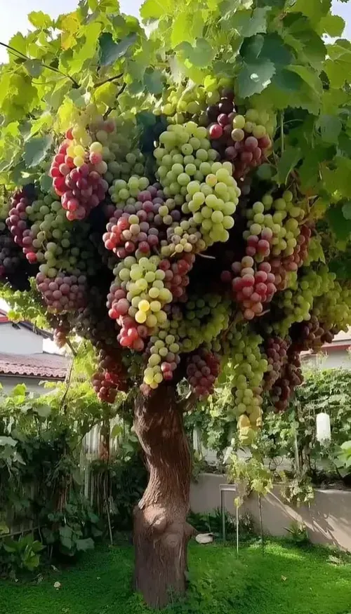 Giant Grape Tree Seeds: Thin-Skinned, Large, and Seedless（500 capsules）