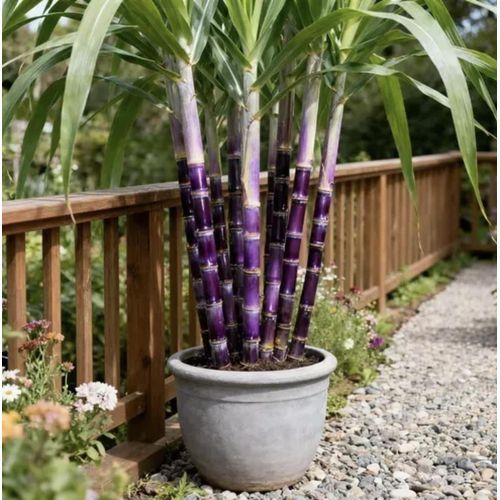 Sugarcane Seeds-1000seeds