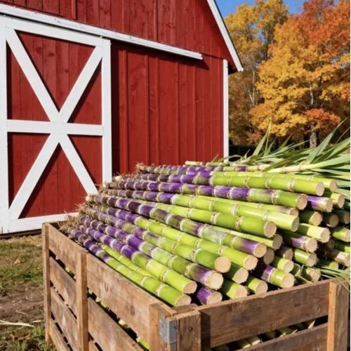 Sugarcane Seeds-1000seeds