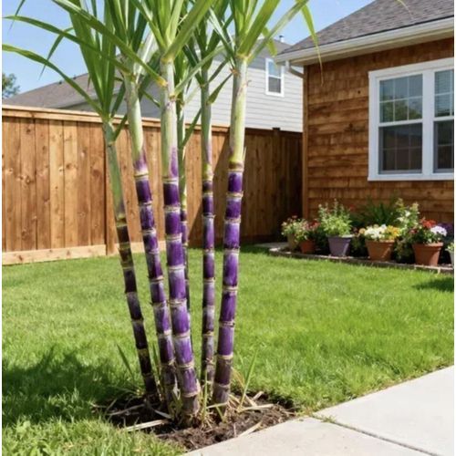 Sugarcane Seeds-1000seeds