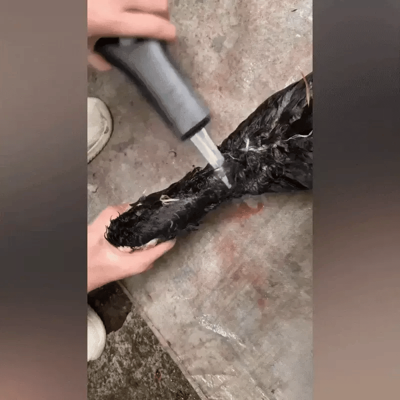 980W Cordless Rechargeable Poultry Feather Plucker