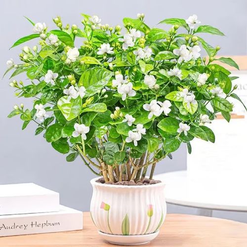 Last Day 60% OFF🔥 Jasmine suitable for Ghana (Free 2 packs of nutrient soil)