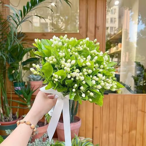 Last Day 60% OFF🔥 Jasmine suitable for Ghana (Free 2 packs of nutrient soil)