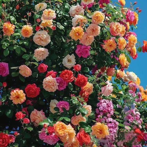 LAST DAY 49% OFF🌹Climbing Vine Rose Flower Seeds