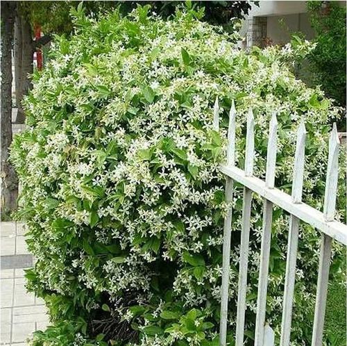Last Day 60% OFF🔥 Jasmine suitable for Ghana (Free 2 packs of nutrient soil)