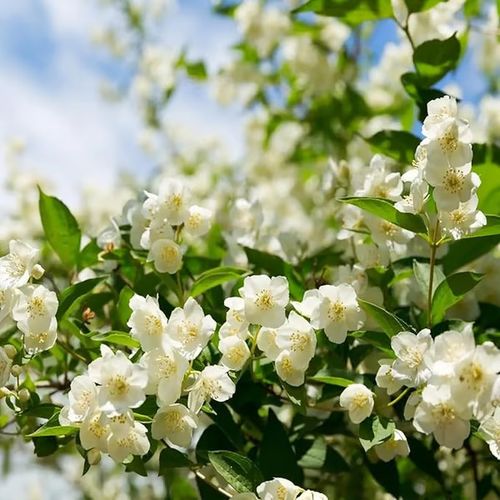 Last Day 60% OFF🔥 Jasmine suitable for Ghana (Free 2 packs of nutrient soil)