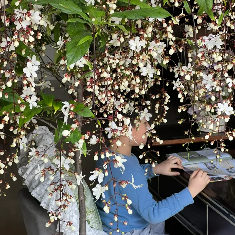 Last Day 60% OFF  Christmas gifts🔥 Jasmine suitable for Ghana (Free 2 packs of nutrient soil)