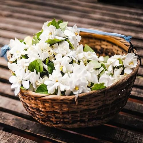 Last Day 60% OFF🔥 Jasmine suitable for Ghana (Free 2 packs of nutrient soil)