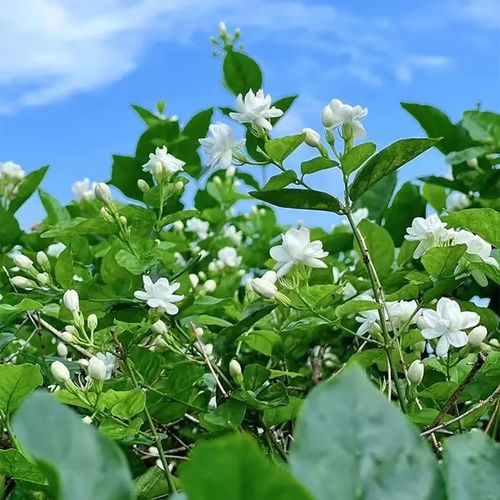 Last Day 60% OFF🔥 Jasmine suitable for Ghana (Free 2 packs of nutrient soil)