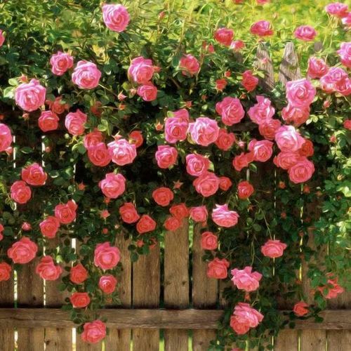 LAST DAY 49% OFF🌹Climbing Vine Rose Flower Seeds