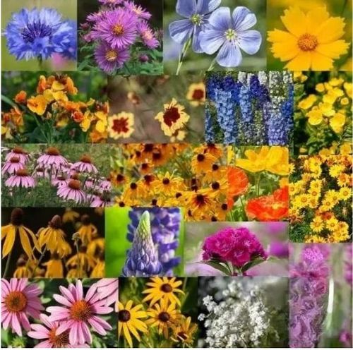 50 Flower Seeds