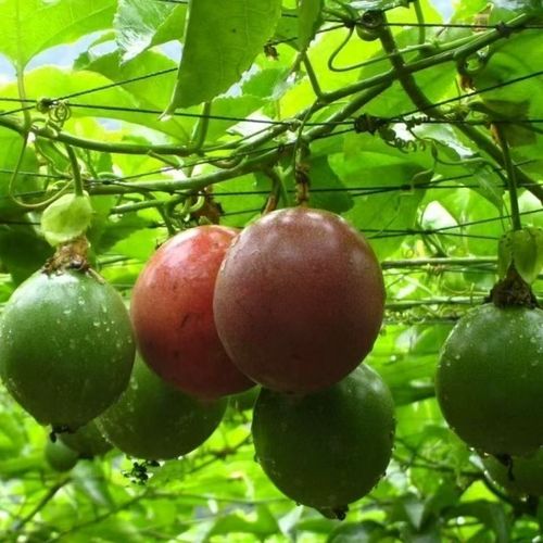 Plant Climbing Net