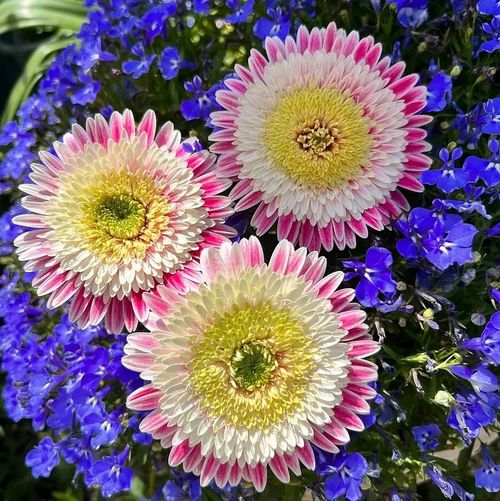 Flower Gerbera Seeds