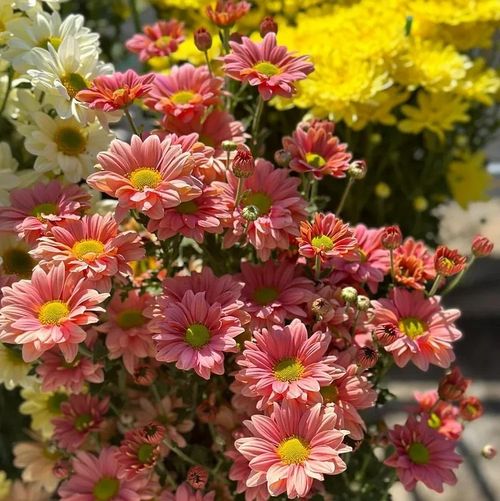 Flower Gerbera Seeds