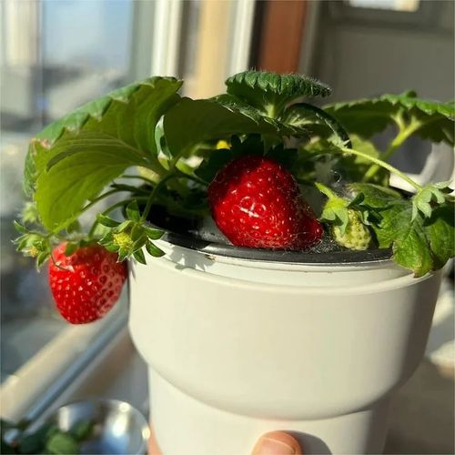 Strawberry Seeds