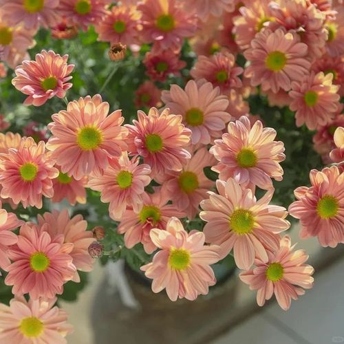 Flower Gerbera Seeds