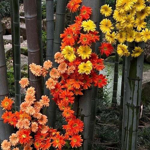 Flower Gerbera Seeds