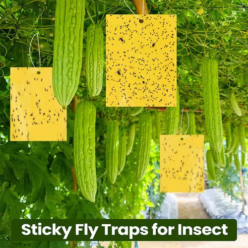 Insect Traps