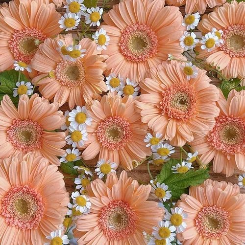 Flower Gerbera Seeds