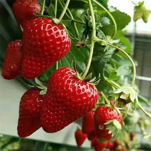 Strawberry Seeds