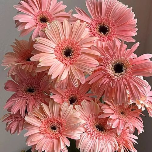 Flower Gerbera Seeds