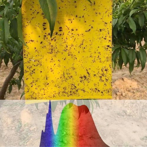 Insect Traps