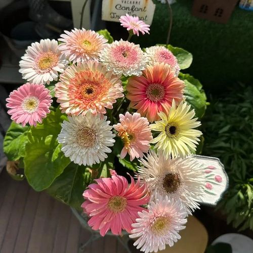 Flower Gerbera Seeds