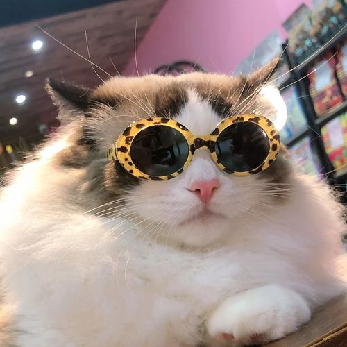 pet sunglasses