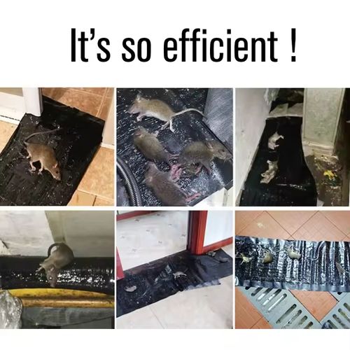 5th Generation Mouse Trap – Once a mouse touches it, there's no escape.Door-to-door delivery 🚚 Cash on delivery 💰